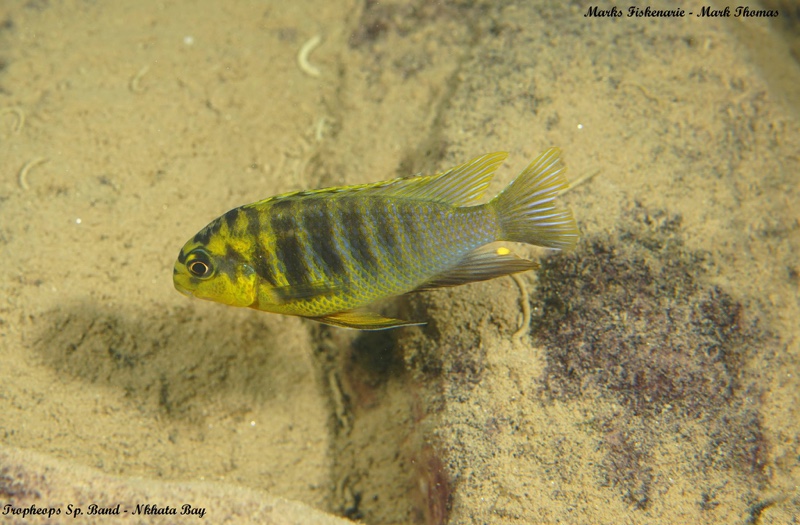 Tropheops sp. 'band' Nkhata Bay